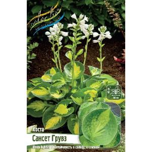 Без имени-271