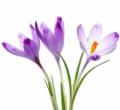 Продажа крокус
