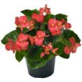 Продажа бегония
