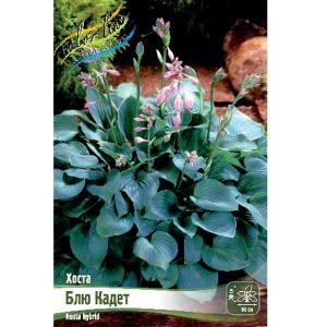 Без имени-269