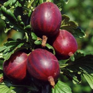 Без имени-310