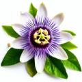 Продажа пассифлора