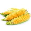 Продажа кукуруза