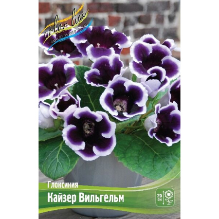 Без имени-247