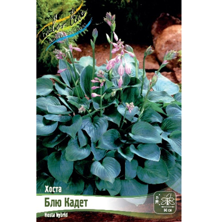 Без имени-269